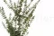 Preserved Baby Blue Eucalyptus Green 10