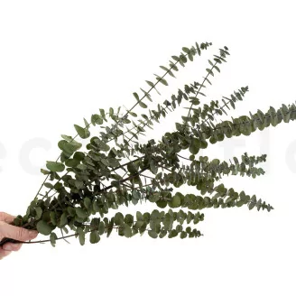 Preserved Baby Blue Eucalyptus Green