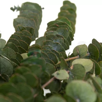 Preserved Baby Blue Eucalyptus Green