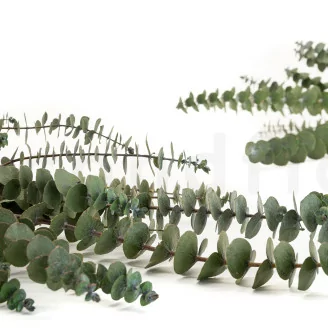 Preserved Baby Blue Eucalyptus Green