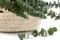Preserved Baby Blue Eucalyptus Green 11