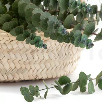 Preserved Baby Blue Eucalyptus Green