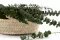 Preserved Baby Blue Eucalyptus Green 5