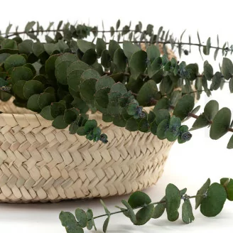 Preserved Baby Blue Eucalyptus Green