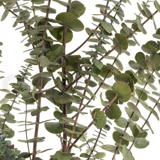 Preserved Baby Blue Eucalyptus Green