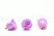 Rose stabilis&eacute;e XL Lilas (x6) 4
