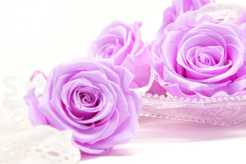 Rosa preservada XL Lila (x6)