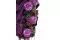 Rose stabilis&eacute;e XL Lilas (x6) 15