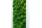 Konservierte Kugelmoos Light Green (Box) 9