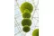Lichen stabilis&eacute; Lime Green (Carton) 14