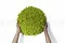 Lichene stabilizzato Lime Green (Cartone Sfuso) 11
