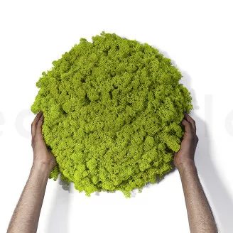 Lichene stabilizzato Lime Green (Cartone Sfuso)