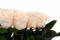 Rosa stabilizzata XL Pink Blush - Grande formato (x432) 6