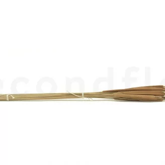 Dried Cattail Natural (x25)