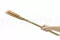 Dried Cattail Natural (x25) 7