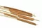 Dried Cattail Natural (x25) 13