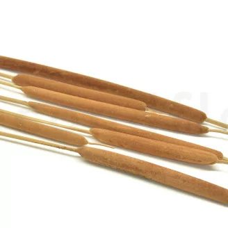 Enea seca fina Natural (x25)