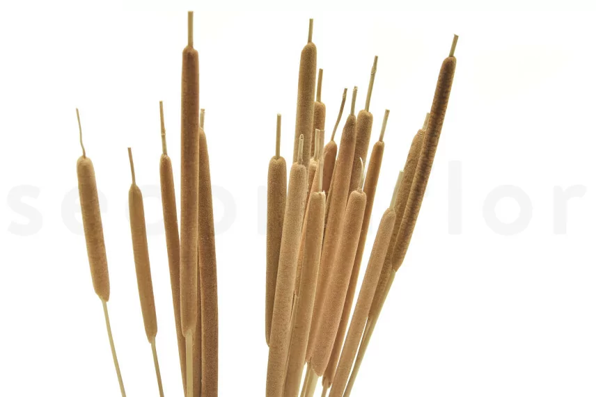 Enea seca fina Natural (x25)
