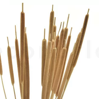 Dried Cattail Natural (x25)