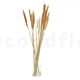 Roseau s&eacute;ch&eacute; Naturel (x25)