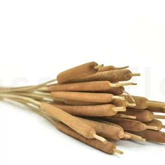 Dried Cattail Natural (x25)