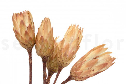 Protea Repens séchée - 5 Tiges - Crème