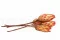 Dried Protea Repens Red (x5) 4