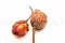 Dried Protea Repens Red (x5) 9