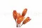 Dried Protea Repens Red (x5) 2