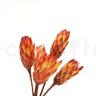 Getrocknete Protea Repens Rot (x5)