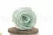 Rosa stabilizzata XL Verde Menta (x6) 9