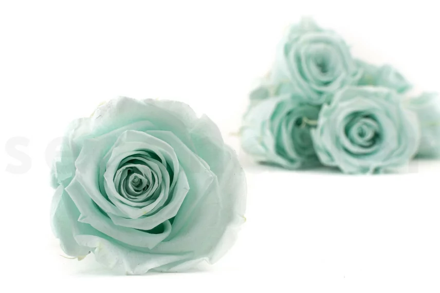 Rosa preservada XL Verde Menta (x6)