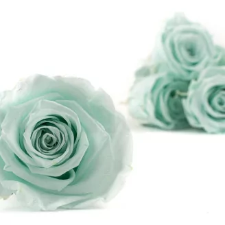Rosa stabilizzata XL Verde Menta (x6)