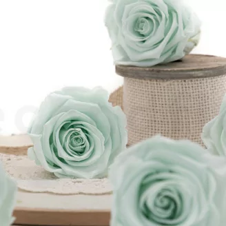 Rose stabilis&eacute;e XL Vert Menthe (x6)