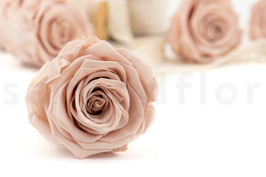 Rose stabilis&eacute;e XL Antique Pink (x6)