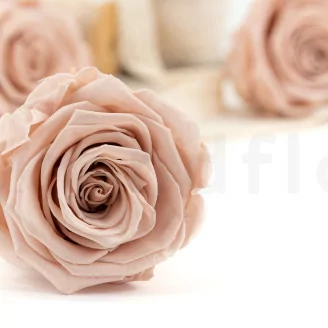 Rosa preservada XL Antique Pink (x6)