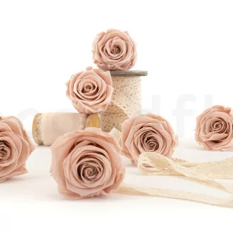 Rosa preservada XL Antique Pink (x6)
