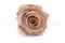 Konservierte Rose XL Antique Pink (x6) 8