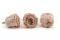 Rosa stabilizzata XL Antique Pink (x6) 4
