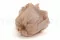Preserved Rose L Antique Pink (x8) 4