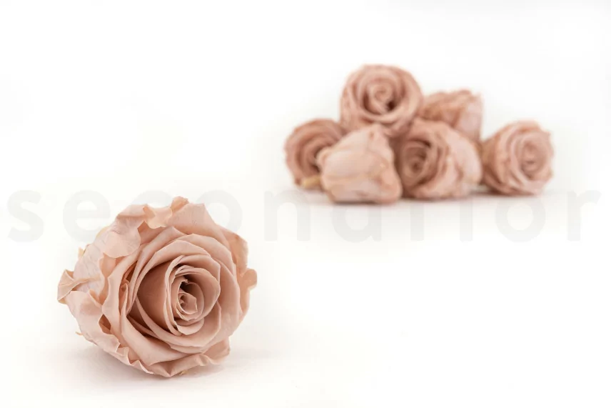 Rosa stabilizzata L Antique Pink (x8)