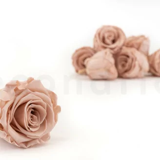 Rose stabilis&eacute;e L Antique Pink (x8)