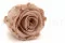 Rosa preservada L Antique Pink (x8) 8