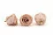 Rosa stabilizzata L Antique Pink (x8) 3