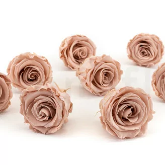 Rosa stabilizzata L Antique Pink (x8)
