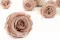 Rosa stabilizzata L Antique Pink (x8) 10