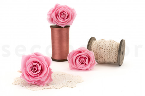 Rose Kiara Premium Stabilisiert - Verpackung 3 St. - Bridal Pink