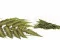 Helecho Argyrea preservado (x6) 6