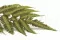 Felce Argyrea stabilizzata (x6) 7