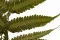 Helecho Argyrea preservado (x6) 10
